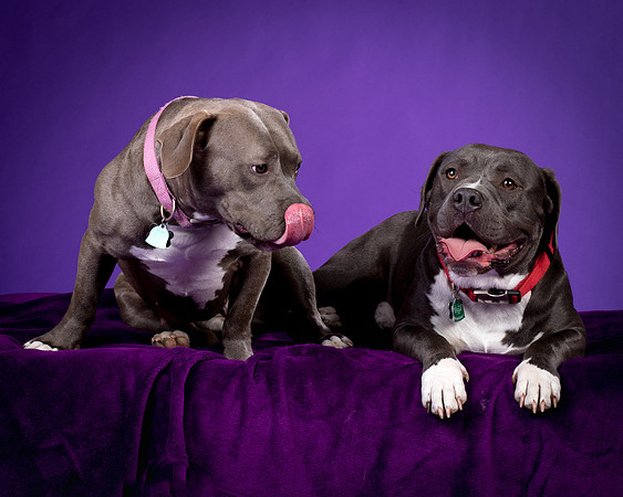 Daisy and Renegade-2588