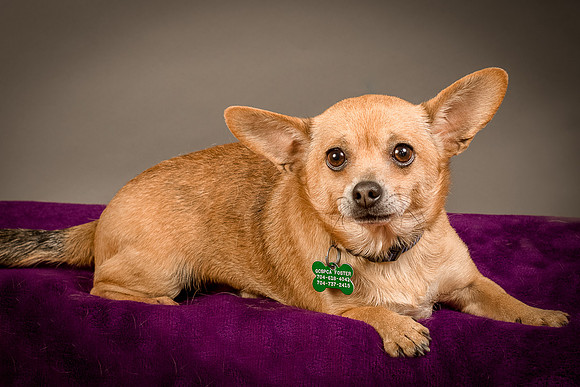 Foster Dobby-8192