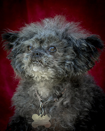 Foster Vivienne-9263