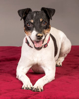 Foster Pollyanna-3809