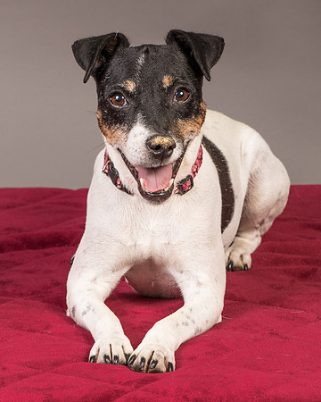 Foster Pollyanna-3809