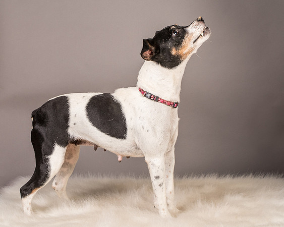Foster Pollyanna-3921