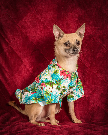 Foster Kiwi-8485