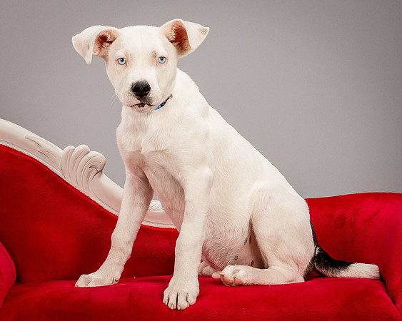 Foster Alvin-4724