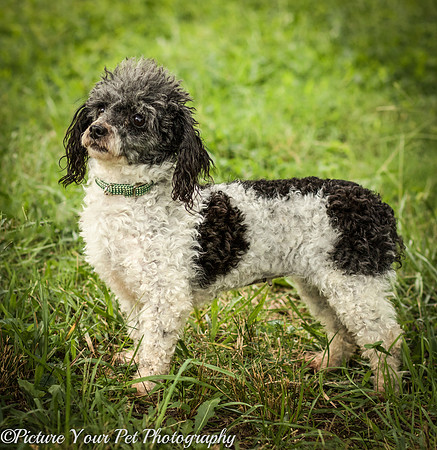Foster Punky Brewster-3204