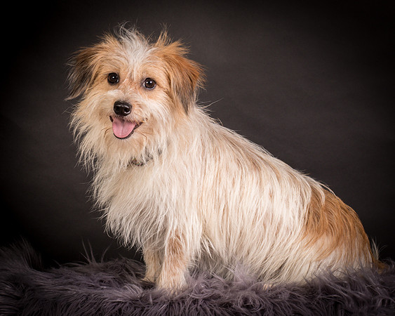 Foster Tiny-1227