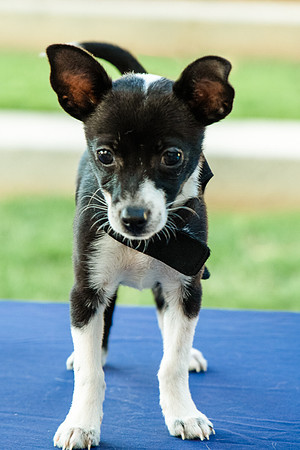 Foster Laila-9771