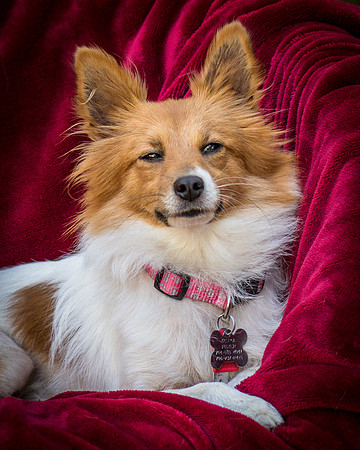 Foster Brandi-3344