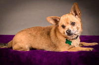 Foster Dobby-8203