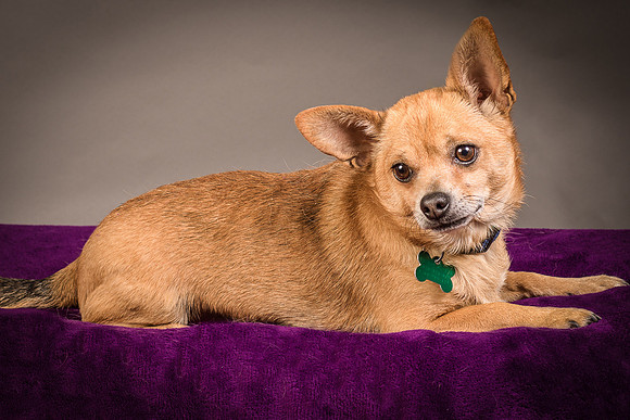 Foster Dobby-8203