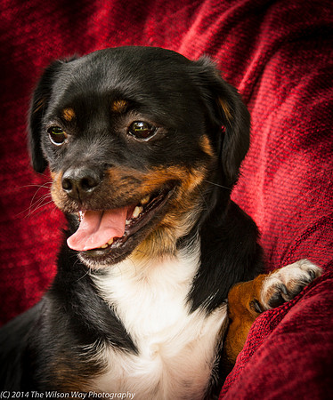 Foster Opal-2541
