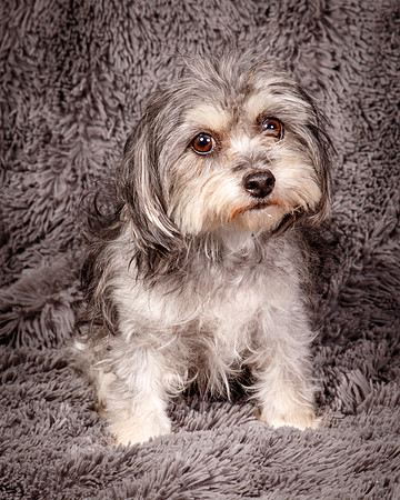 Foster Alex-6207