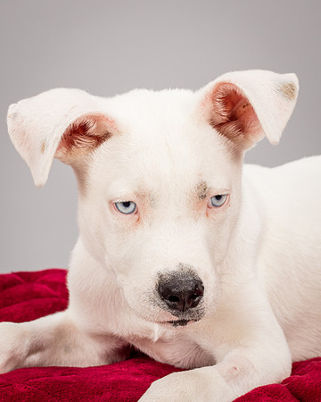 Foster Alvin-4799