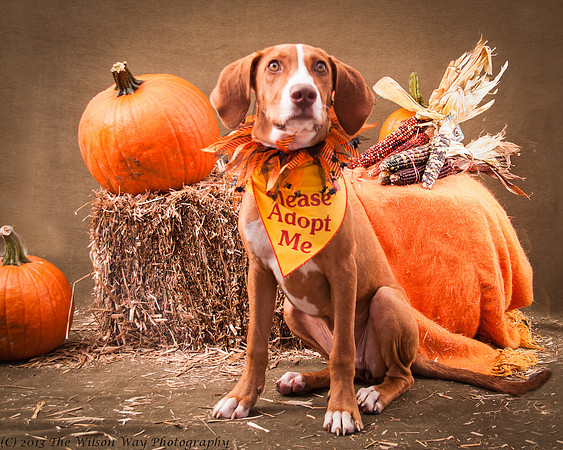 Foster Dixie-7224