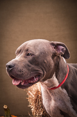 Foster Lexi-7005