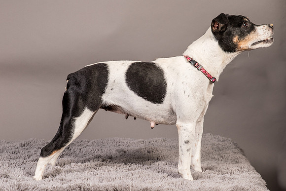 Foster Pollyanna-3993