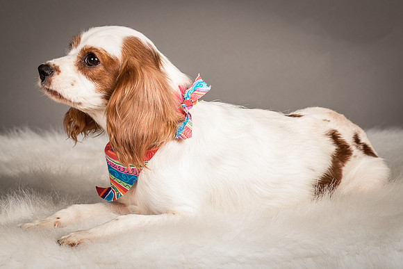 Foster josephina-4078