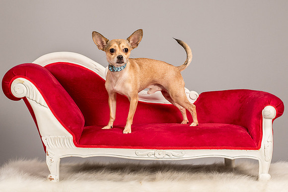 Foster Crouton-3752