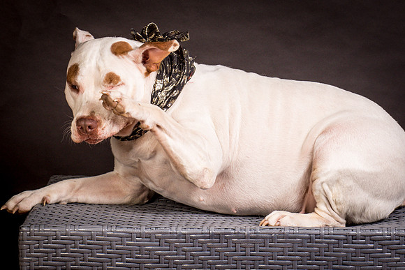 Foster Joanie-0444