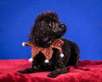 Caylor-Puddles-9371