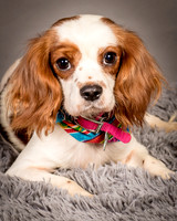 Foster josephina-3725