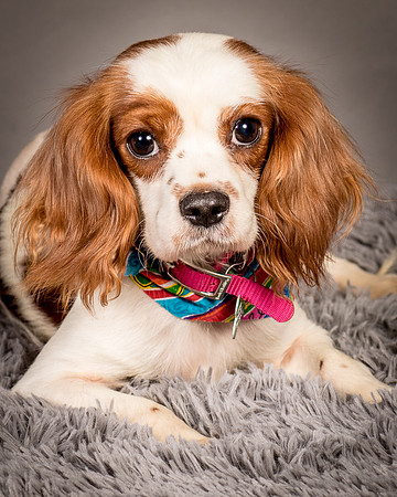 Foster josephina-3725