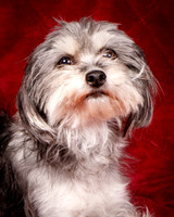 Foster Alex-6172