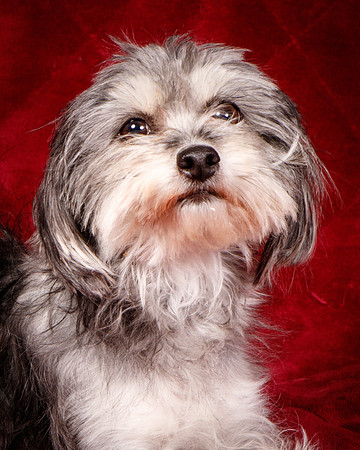 Foster Alex-6172
