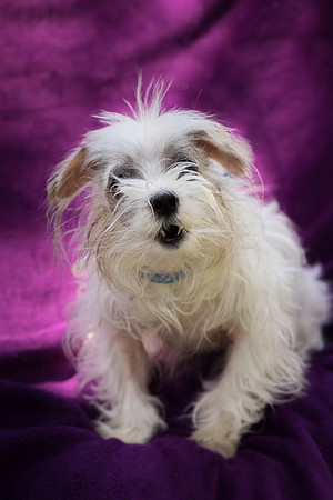 Foster Zuzu-6448