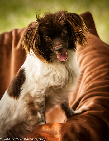 Foster Cerise-2263