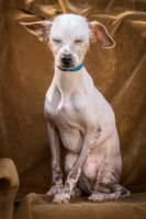 Foster Dobby-8770
