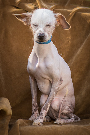 Foster Dobby-8770