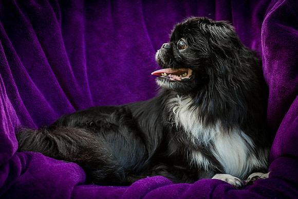 Foster Prince-0997