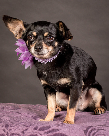 Foster Pansy-9333