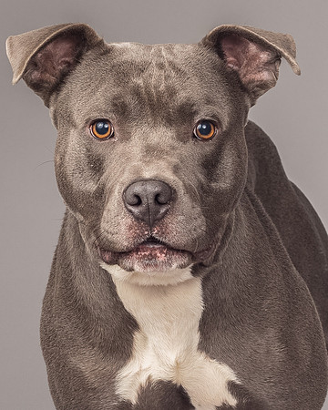 Foster Cobalt-2337