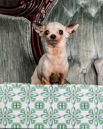 Foster Layla-1301