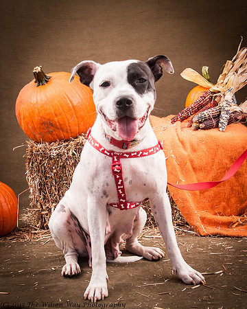 Foster snoopy-7436