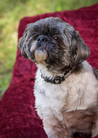 Foster Misha-8445