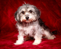 Foster Alex-6183