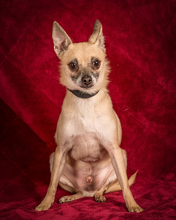 Foster Kiwi-8312