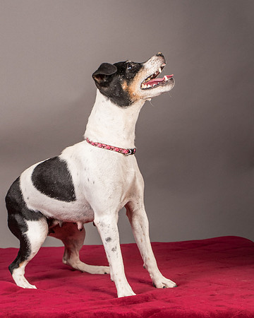 Foster Pollyanna-3842