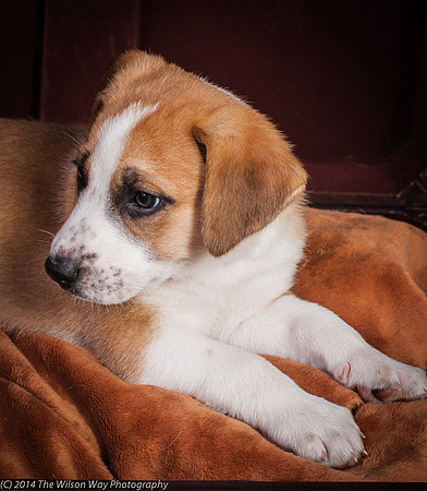 Oshie-9383