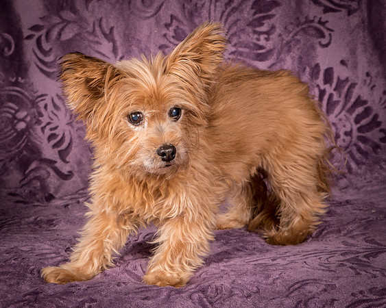 Foster Nessa-5705