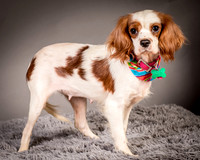 Foster josephina-3694