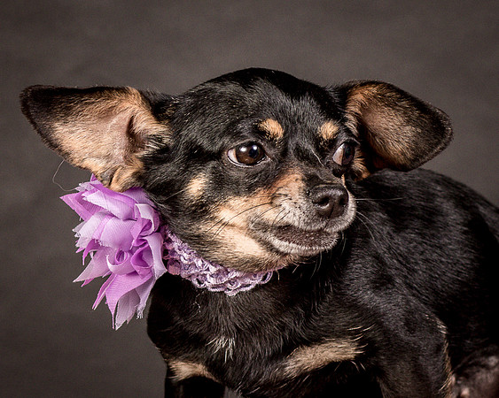 Foster Pansy-9265
