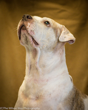 Foster Snickers-0191