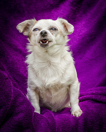 Foster Petey-8217