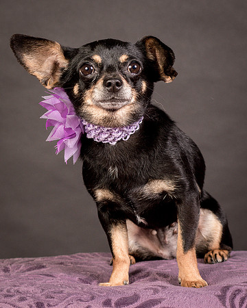 Foster Pansy-9307