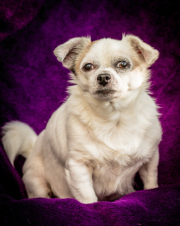 Foster Petey-0075