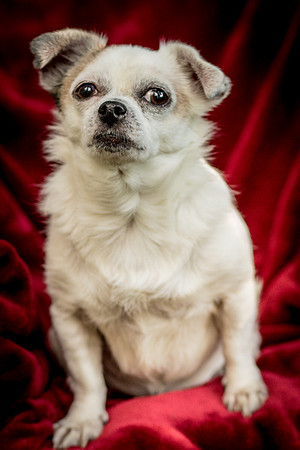 Foster Petey-0055